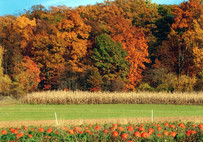 Photo of pumpkins in field
