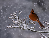 Cardinal Bird Winter
