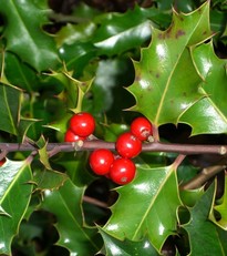holly
