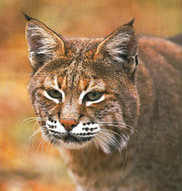 Bobcat