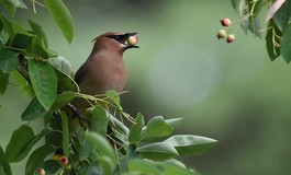 Photo of cedar waxwing bird with berry