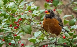 Photo of robin eating holly berry