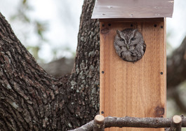 Photo of screech owl in birdhouse