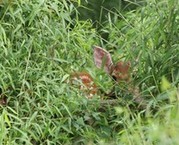 Fawn 