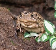 Grumpy Toad by Rick Dove