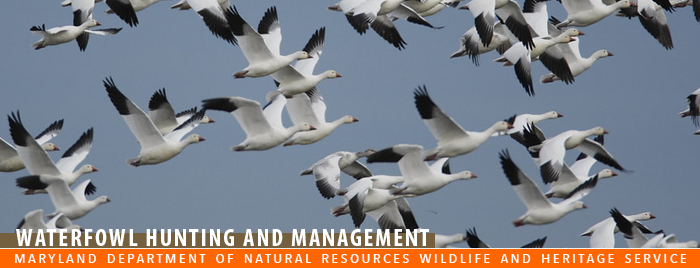 Photo of snow geese in flight