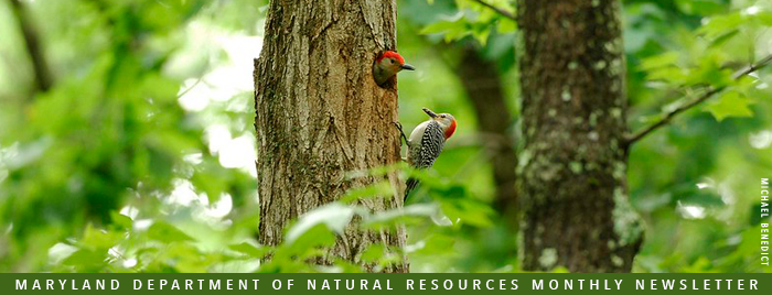Photo of red-headed woodpeckers on tree