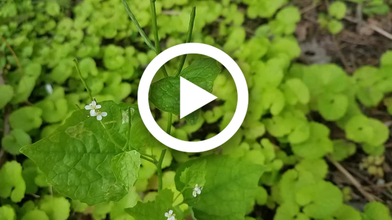 Video still of garlic mustard plant
