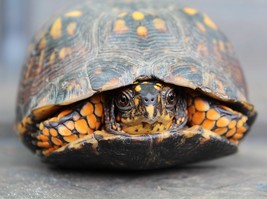 Photo of box turtle tucked into its shell