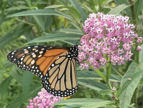 Monarch & Milkweed