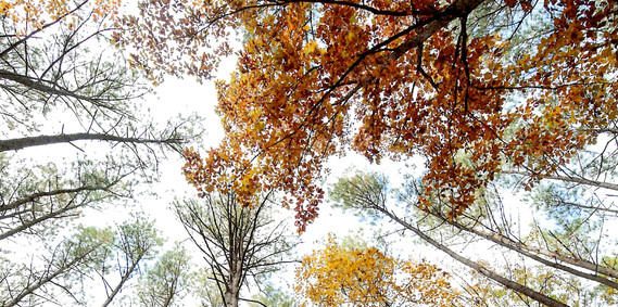 Looking up at the tree canopy from the ground and all the trees have their fall leaf color