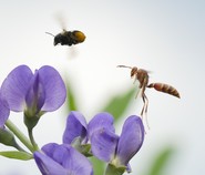 A wasp hovers above a purple flower