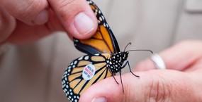 A closeup image of hands holding a monarch that has a small tag on its wing.