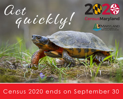 Photo of turtle with words saying "Act quickly"