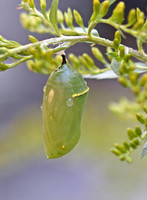 Photo of monarch chrysalis