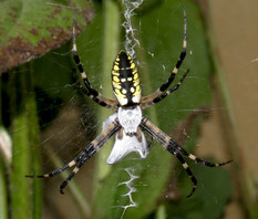 Photo of garden spider