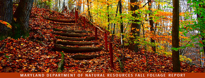 Photo of fall scene in forest