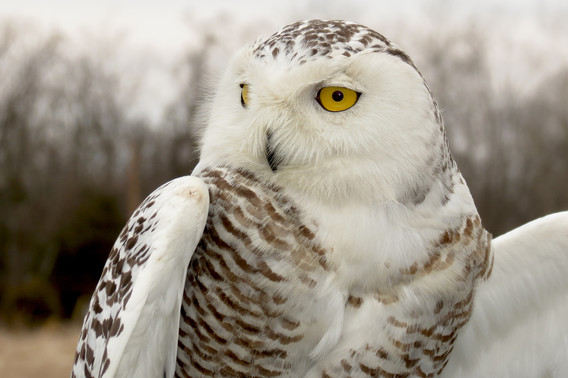 A closeup of a snowy owl