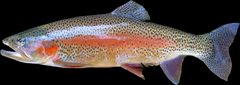 A picture of a colorful trout