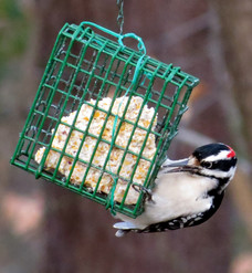 A small black and white woodpecker with a red crown perches on a suet cage.