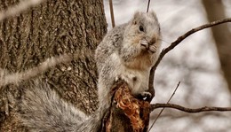A fluffy Delmarva fox squirrel sits on a large tree branch close to the trunk of the tree