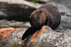 Photo of beaver on a log