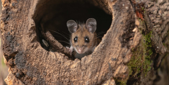 The photo looks onto the end of a log that's center is completely open, a small brown field mouse sits perched on the end looking into the camera.