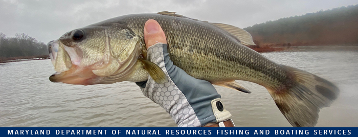 Photo of largemouth bass held above water