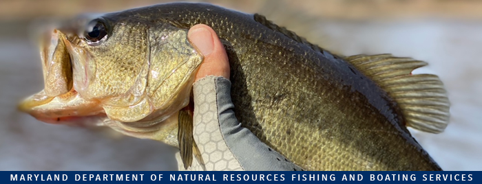 Photo of largemouth bass