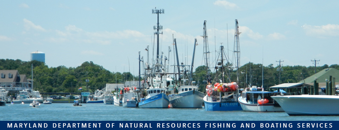 Photo of commercial fishing boats in harbor