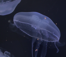 Photo of jellyfish in Chesapeake Bay