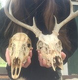 deer skulls