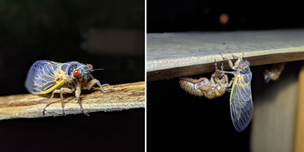 Photos of emerging cicada and emerged cicada