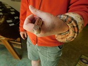 corn snake