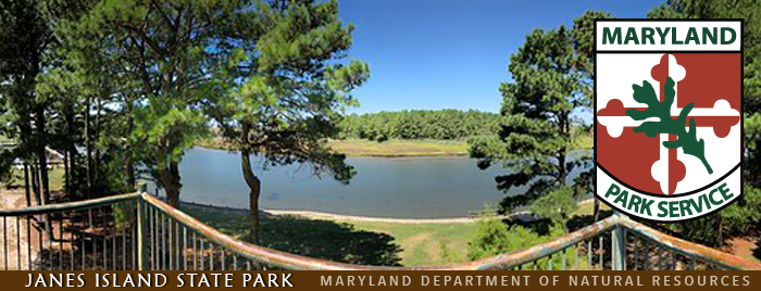 Photo of Janes Island State Park showing water and pines