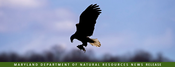 Photo of eagle with fish in winter