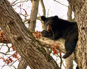 Bear in Tree by Lisa Broadwater