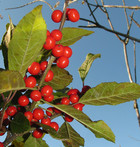 winterberry image