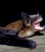 bat