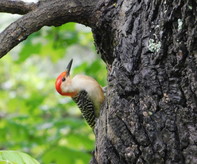 woodpecker