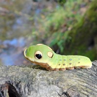 spicebush swallowtail caterpillar