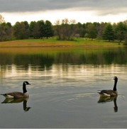 geese on clopper lake