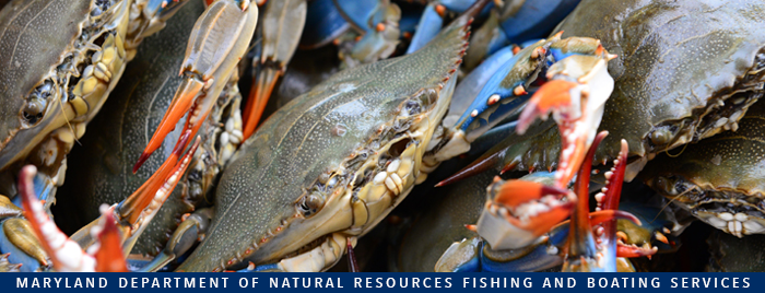 Photo of blue crabs
