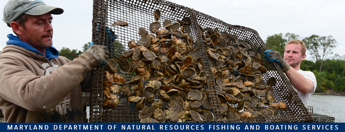 Photo of men harvesting oysters