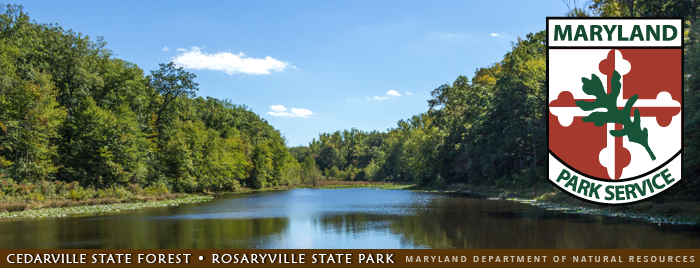 Photo of Mattawoman Creek at Cedarville State Forest