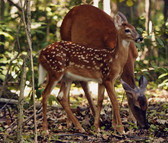 Doe and Fawn