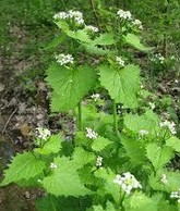 garlic mustard