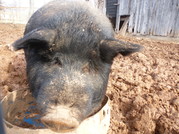 button farm pig