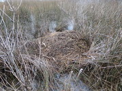Photo of nest made of twigs in a marshy area