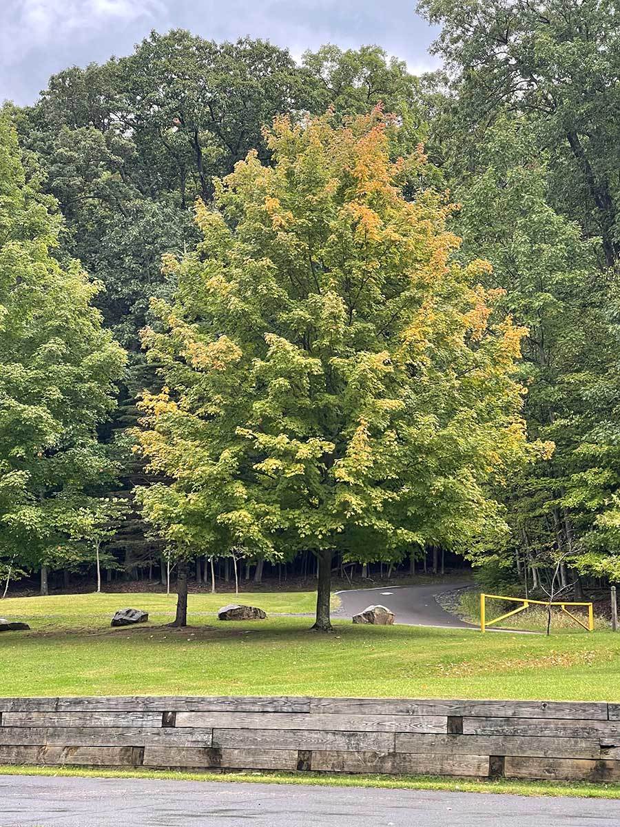 Photo of tree with small patch of changing color